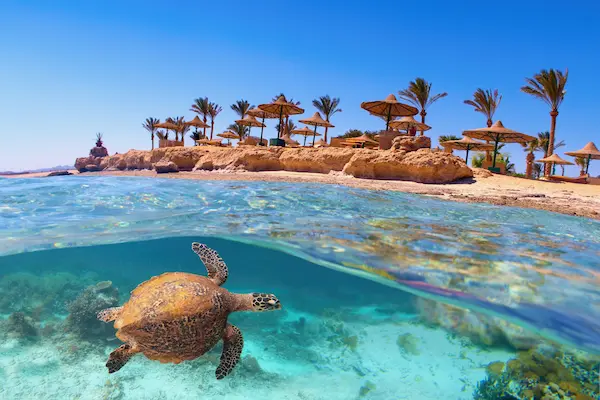Țestoasă de mare la snorkeling în Marsa Alam cu resort pe plajă deasupra — sejur charter Egipt, Marea Roșie